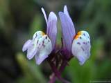 foto de flor de planta silvestre Linaria con tama�o de 1024X768
